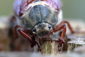 Poster - cockchafer