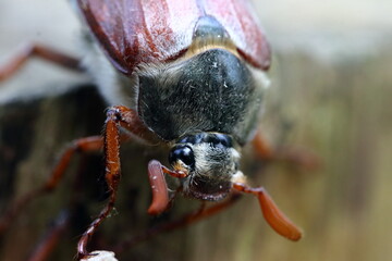 Poster - cockchafer