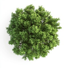 Poster - Aerial view of lush green tree, isolated on white background, for design