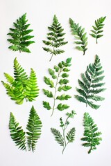 Wall Mural - Watercolor fern collection, botanical art, white background, design element