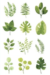 Wall Mural - Watercolor green leaves collection, botanical design, white background, crafting