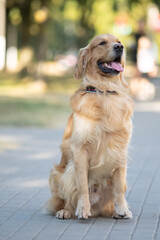 Wall Mural - Portrait of a cute, beautiful, good-natured purebred dog.