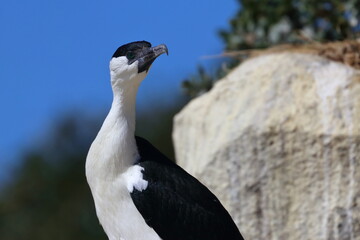 Canvas Print - black-faced cormorant