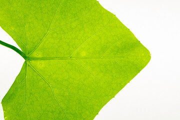 structure of leaf natural background. Nature foliage abstract of leave texture for showing concept of green business