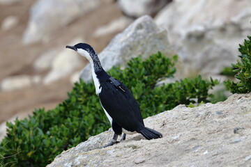 Canvas Print - cormorant