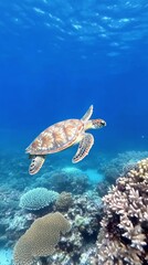 Wall Mural - Beautiful sea turtle swimming gracefully over colorful coral reef in a vibrant underwater habitat