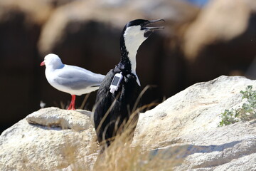 Wall Mural - black-faced cormorant