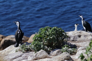 Wall Mural - black-faced cormorant