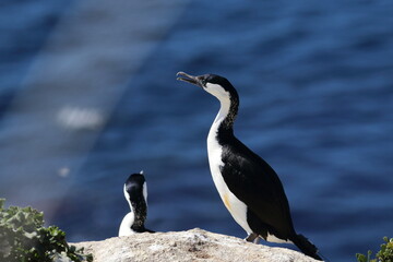 Wall Mural - black-faced cormorant