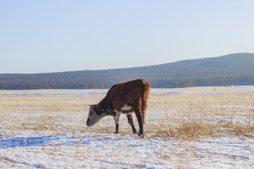 Wall Mural - Cow grazing on winter snow field	