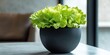 © vefimov - A potted lettuce plant with lush leaves, sitting on a table, adding a touch of freshness to an interior living space.