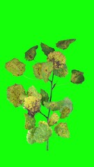 Wall Mural - Drying Aspen leaves against green CHROMA, vertical orientation