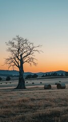 Wall Mural - Lonely Bare Tree Against Sunset Over Rolling Hills and Hay Bales