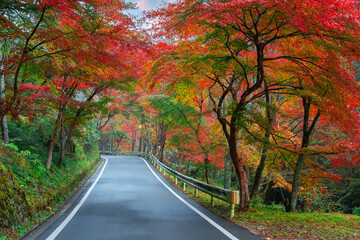 Wall Mural - Kibune (Kifune) Suburban Road with Colorful Autumn Scenario in Kyoto, Japan