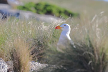 Poster - pacific gull