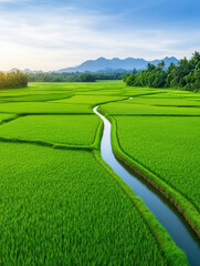 Wall Mural - Aerial view of lush green paddy fields with winding water channels, surrounded by mountains and trees, creating serene and picturesque landscape