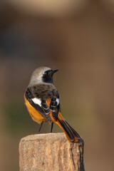 Wall Mural - Male Daurian Redstart perching on the artificial tree branch railing