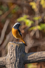 Wall Mural - Male Daurian Redstart perching on the artificial tree branch railing