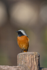 Wall Mural - Male Daurian Redstart perching on the artificial tree branch railing