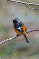 Wall Mural - Male Daurian Redstart perching on the tree branch
