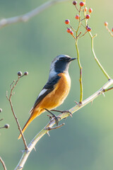 Wall Mural - Male Daurian Redstart perching on the tree branch with colorful nuts