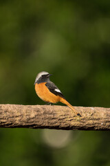 Wall Mural - Male Daurian Redstart perching on the artificial tree branch railing