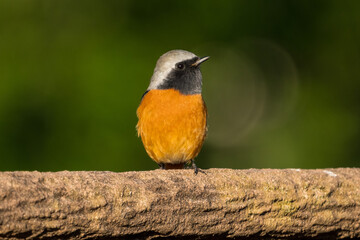 Wall Mural - Male Daurian Redstart standing facing the front