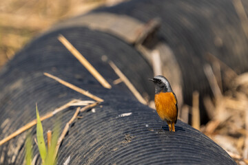 Wall Mural - Male Daurian Redstart perching on the black duct