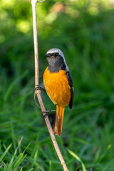Wall Mural - Male Daurian Redstart on green background