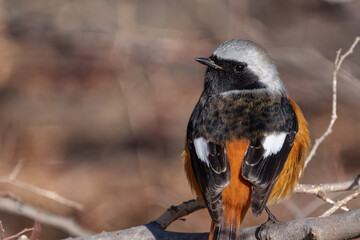Wall Mural - Male Daurian Redstart perching on the tree branch