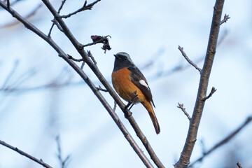 Wall Mural - Male Daurian Redstart perching on the tree branch with blue sky background