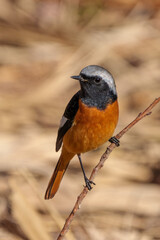 Wall Mural - Male Daurian Redstart perching on the tree branch
