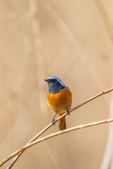Wall Mural - Male Daurian Redstart perching on the tree branch