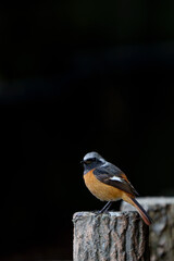 Wall Mural - Male Daurian Redstart perching on the artificial tree branch railing