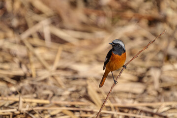 Wall Mural - Male Daurian Redstart perching on the tree branch
