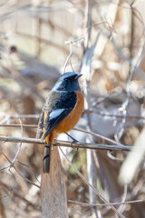 Wall Mural - Male Daurian Redstart perching on the tree branch