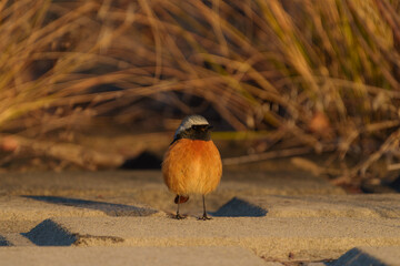 Wall Mural - Male Daurian Redstart standing facing the front