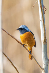 Wall Mural - Male Daurian Redstart perching on the tree branch