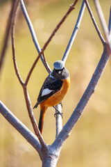Wall Mural - Male Daurian Redstart perching on the tree branch