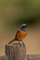 Wall Mural - Male Daurian Redstart perching on the artificial tree branch railing