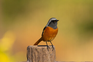 Wall Mural - Male Daurian Redstart perching on the artificial tree branch railing
