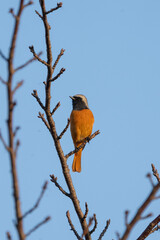 Wall Mural - Male Daurian Redstart perching on the tree branch with blue sky background