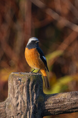 Wall Mural - Male Daurian Redstart perching on the artificial tree branch railing