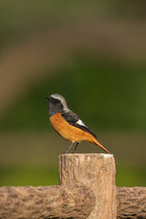 Wall Mural - Male Daurian Redstart on green background