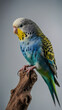 © claudunia - Budgie isolated on transparent background.