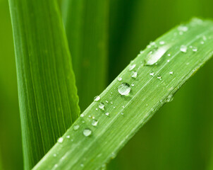 Wall Mural - Dew drops on cereal leaf