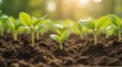 © Thanapipat - Lush green seedlings emerge from rich, dark soil, basking in warm sunlight, symbolizing growth and renewal in a serene, natural setting.