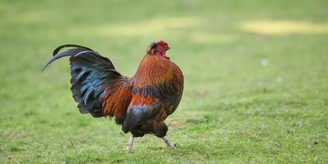 Wall Mural - A colorful rooster with vibrant plumage stands on a grassy field, showcasing its striking feathers and proud stance.