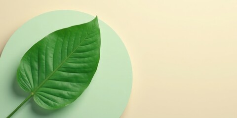 Poster - A single vibrant green leaf rests elegantly on a pale green circular surface, set against a soft beige backdrop, creating a serene and minimalist botanical composition.