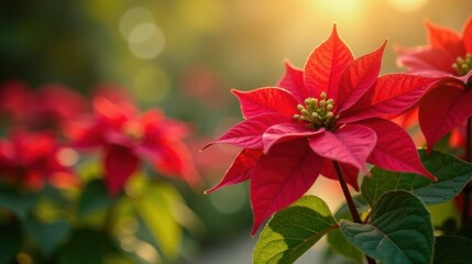 Aufkleber - Vibrant Red Poinsettia Blossoms Bathed in Warm Golden Sunlight, a Close-Up View Showcasing Delicate Petals and Lush Green Foliage, Evoking Feelings of Festive Cheer and Natural Beauty